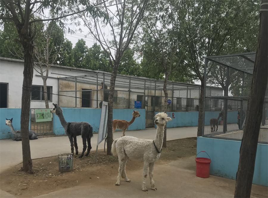 天鵝湖風景區(qū)（泰山）速覽！(圖4)