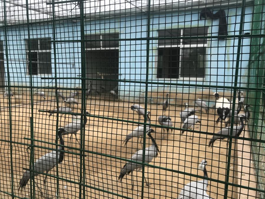 天鵝湖風景區(qū)（泰山）速覽！(圖5)