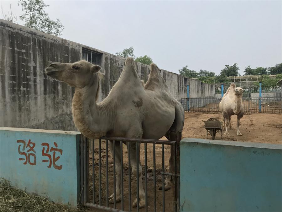 天鵝湖風景區(qū)（泰山）速覽！(圖8)